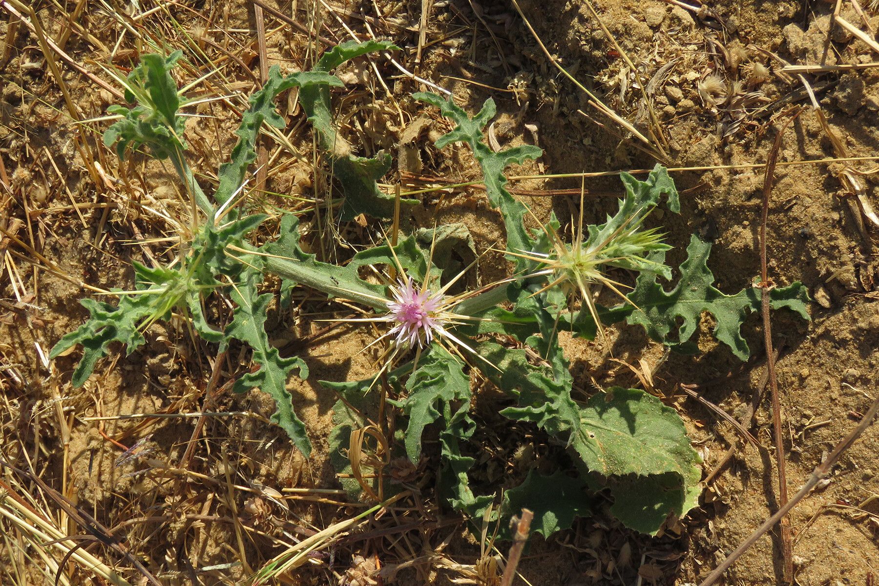 Centaurea senegalensis habit