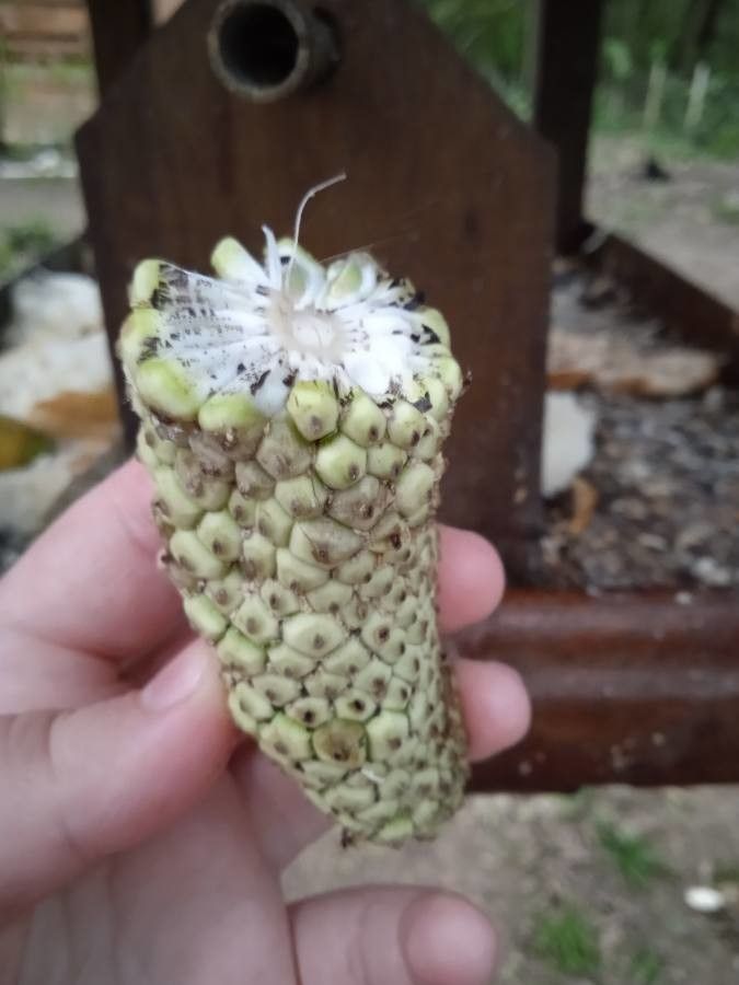 Monstera dissecta — houseplant care guide