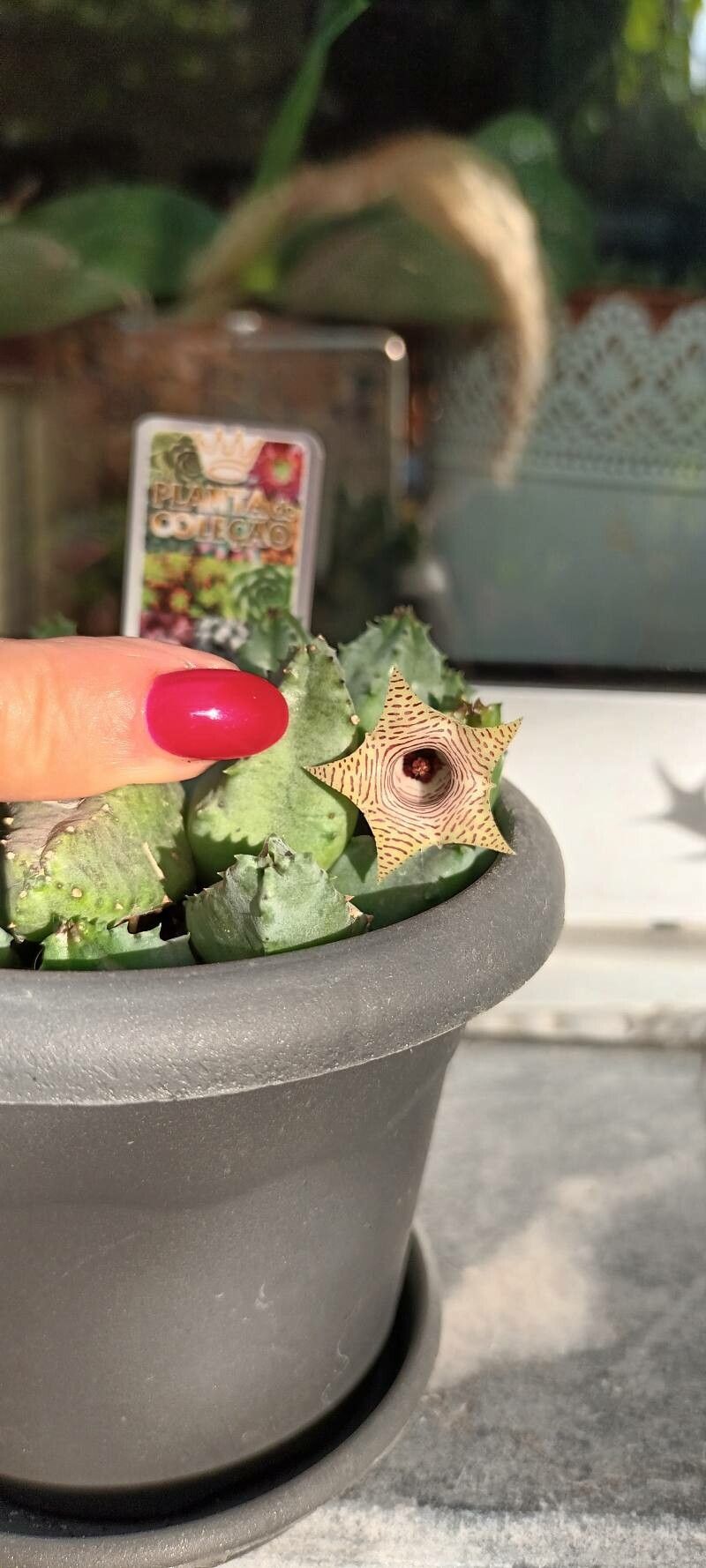 Huernia primulina flower