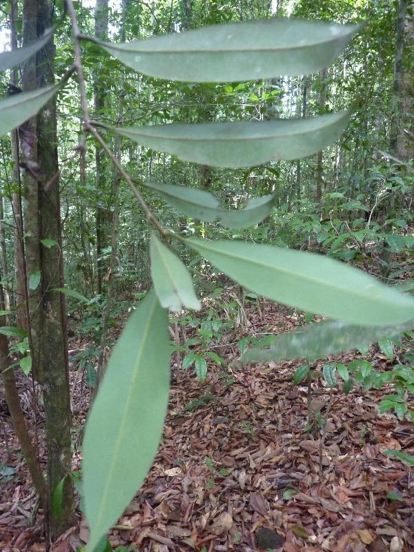 Pouteria egregia — search result for 'Pouteria'