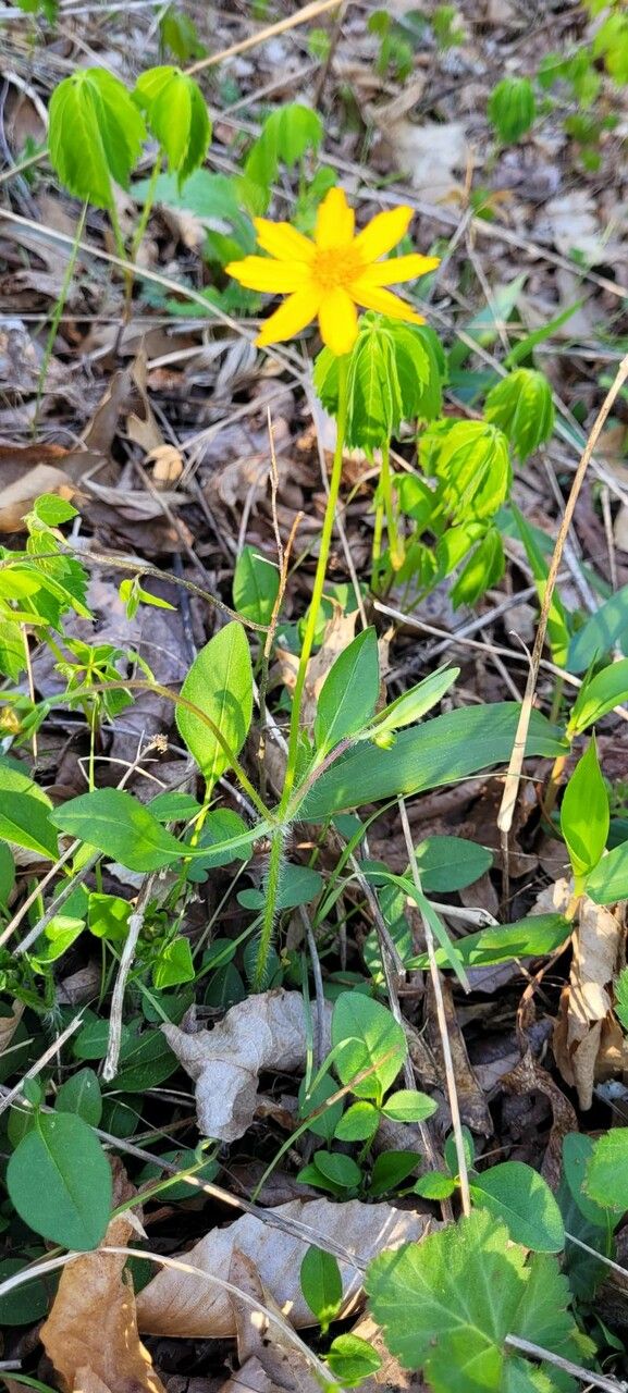 Coreopsis auriculata leaf