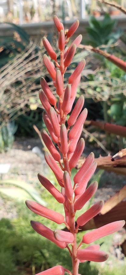 Aloe dorotheae flower