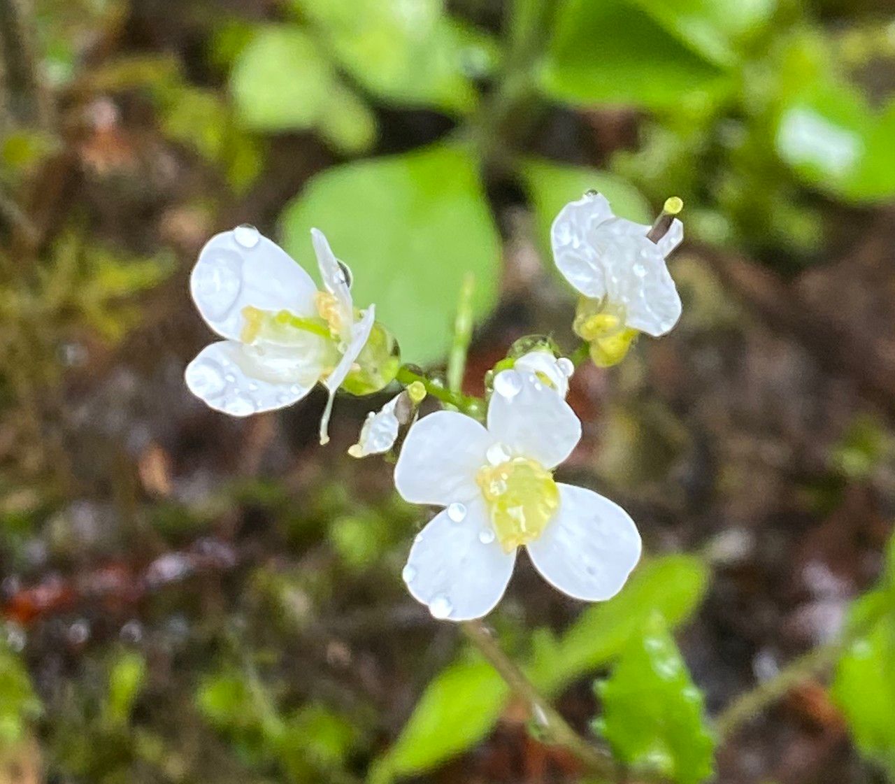 Arabis alpina flower
