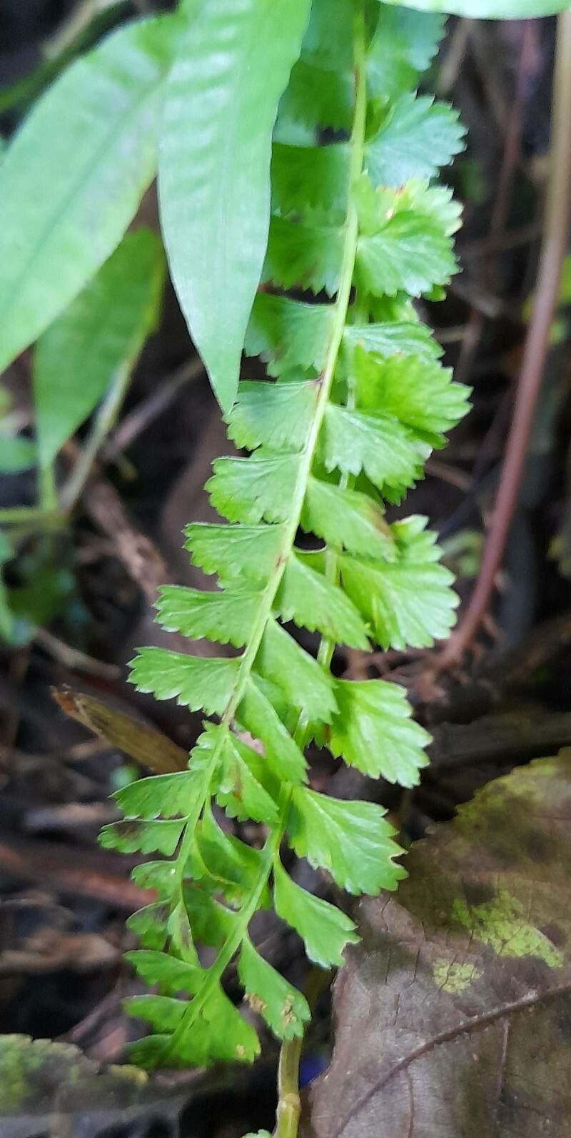 Asplenium lorentzii leaf