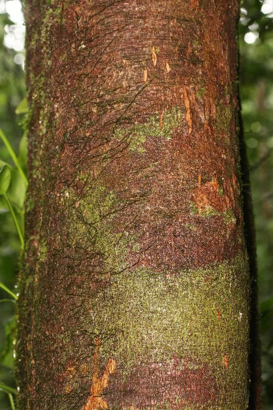 Apeiba petoumo bark