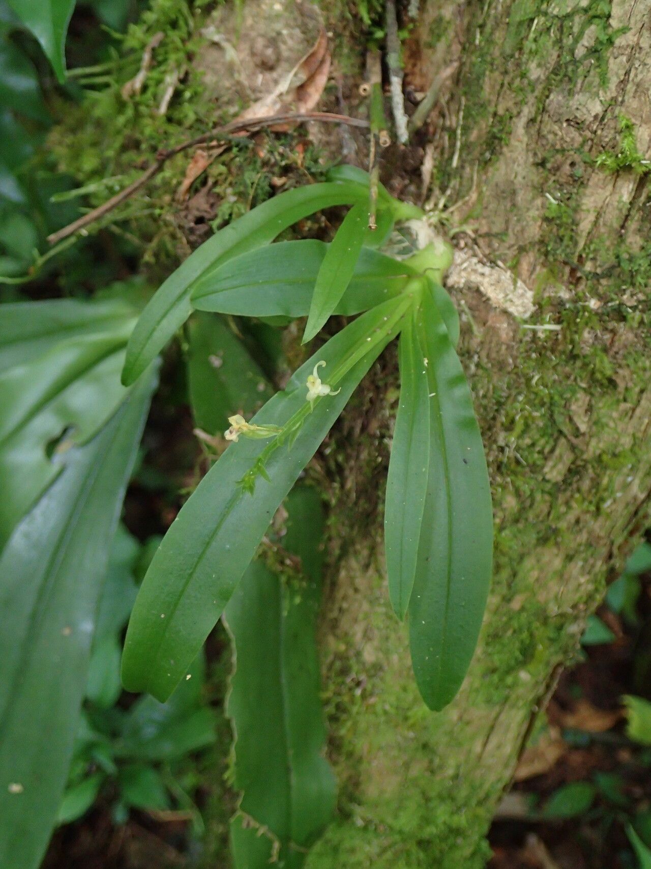 Liparis suborbicularis leaf