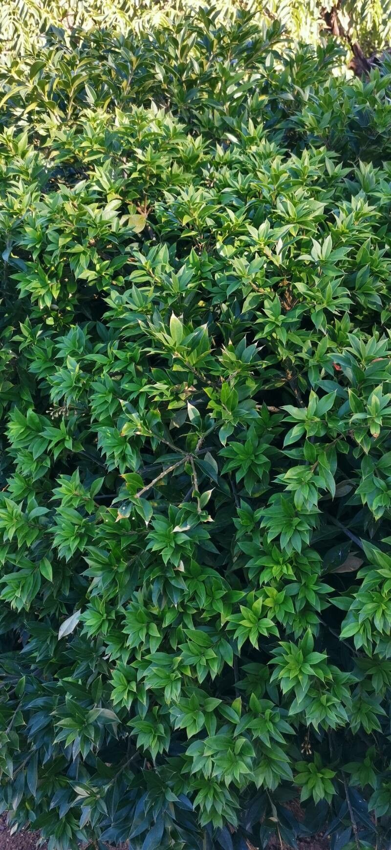 Jacquinia berteroi habit