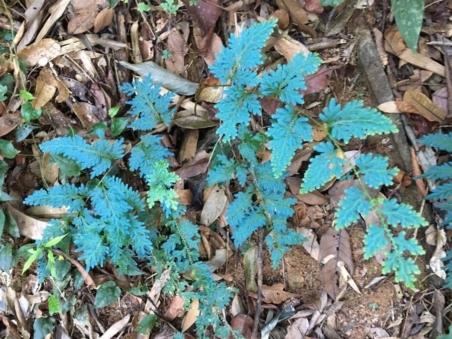 Selaginella willdenowii habit