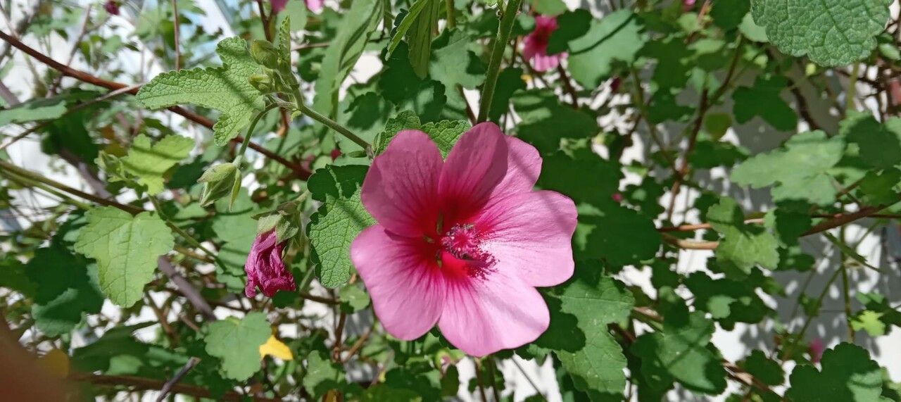 Anisodontea capensis flower