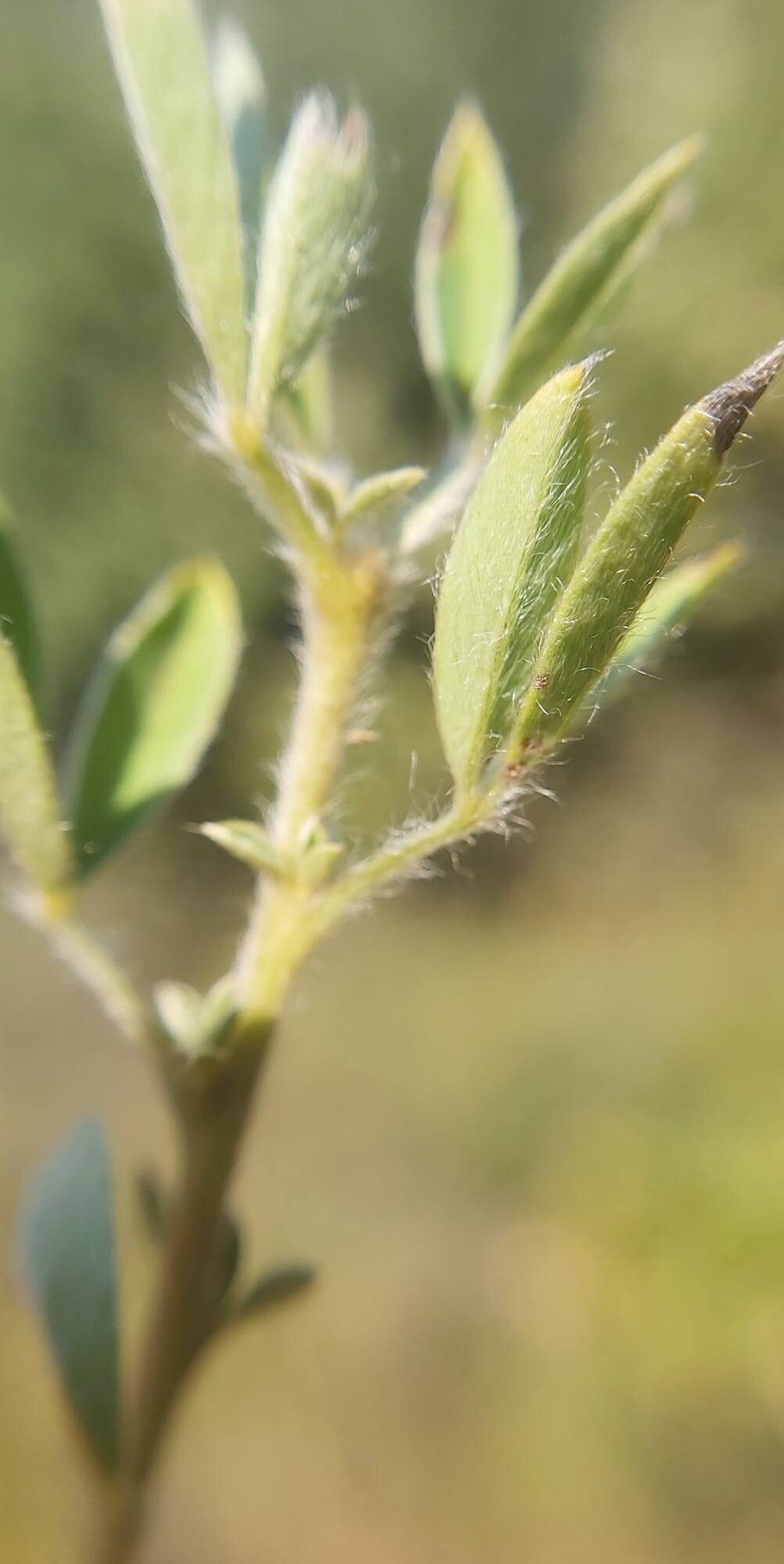 Chamaecytisus kovacevii — houseplant care guide