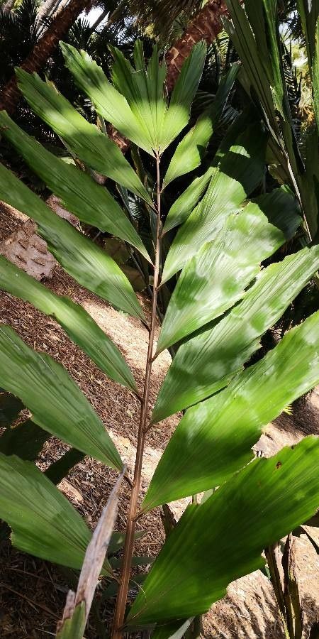 Wallichia oblongifolia — related species from the same genus