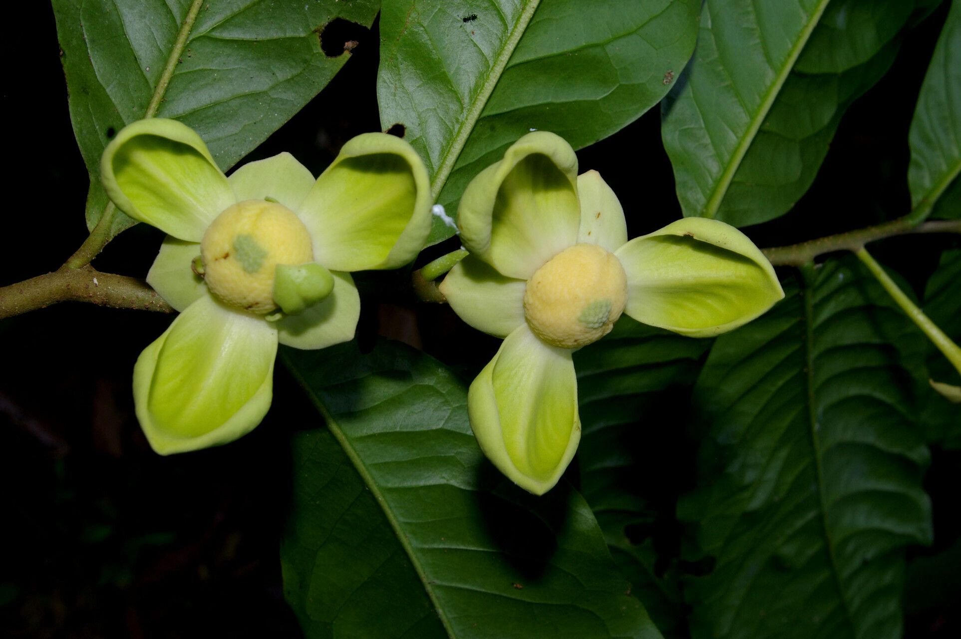 Cymbopetalum torulosum fruit