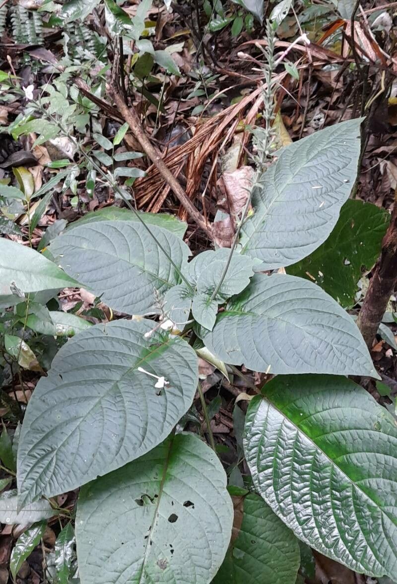 Pachystachys dubiosa habit