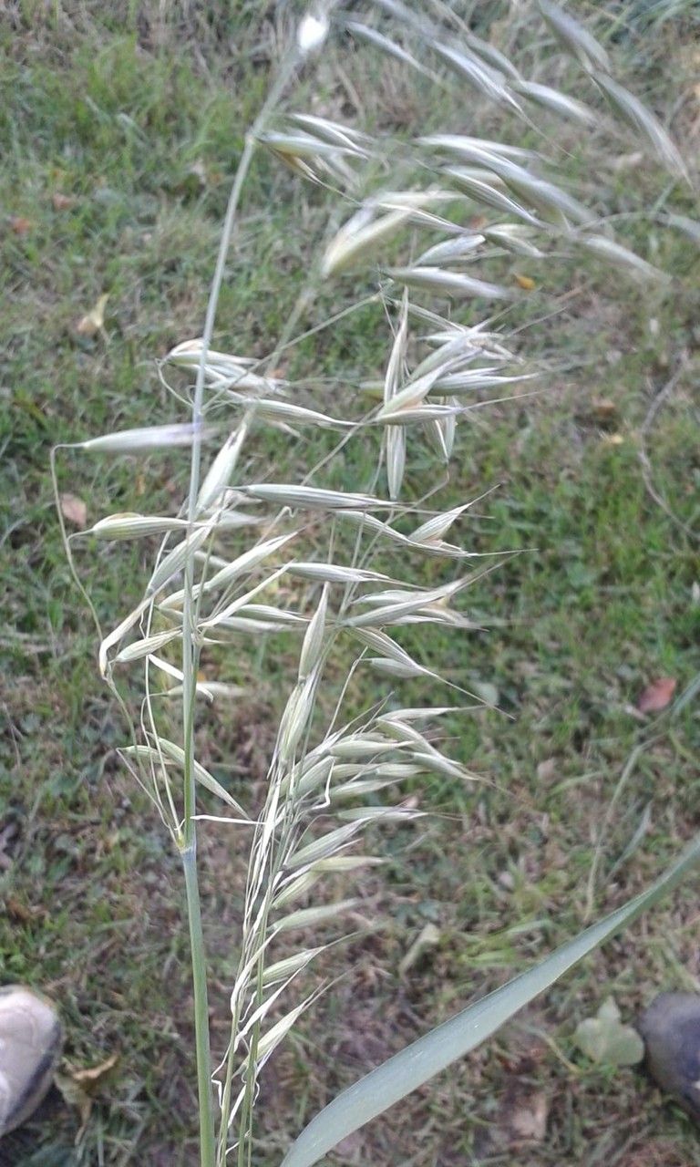 Avena strigosa leaf