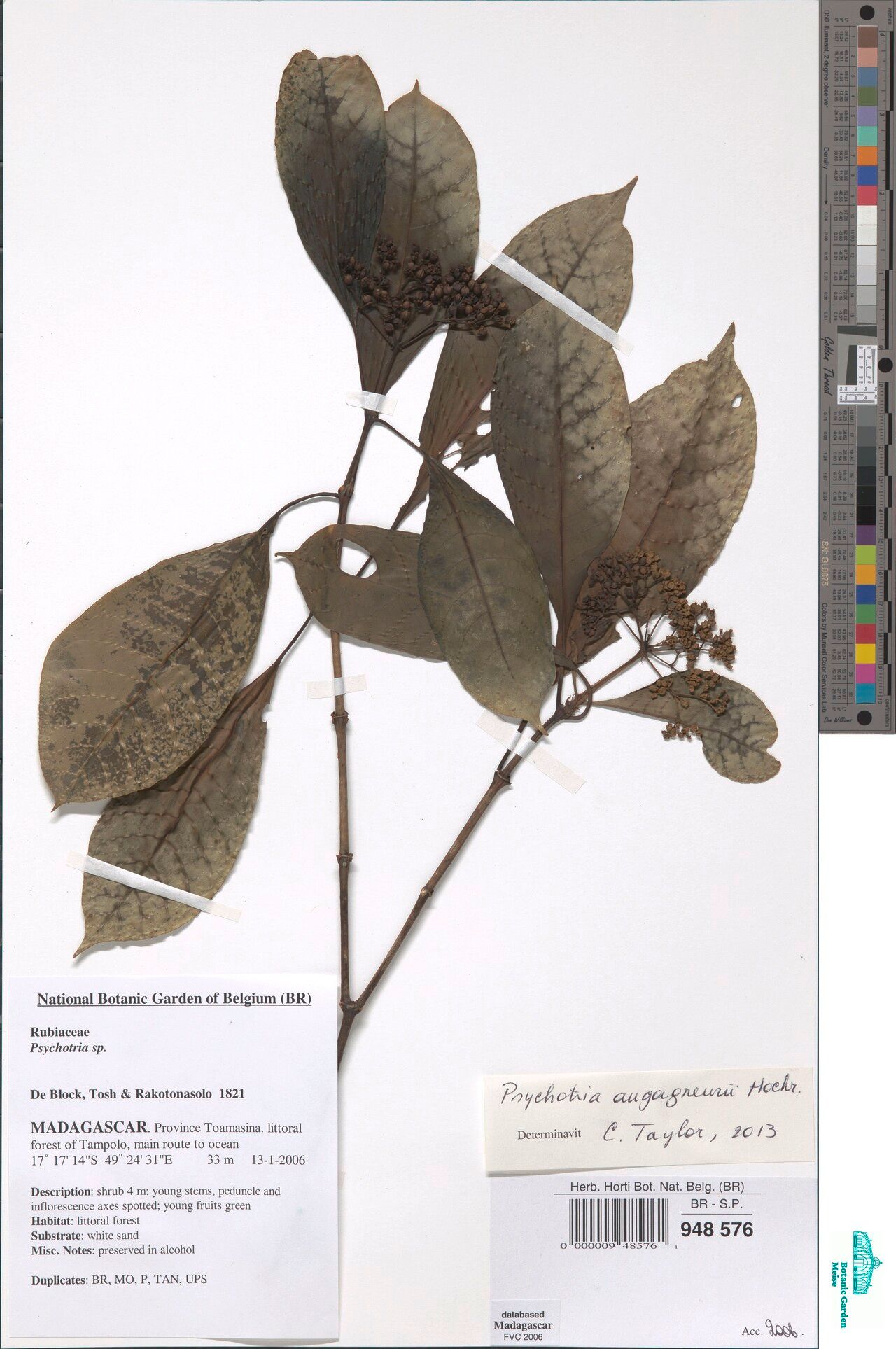 Psychotria augagneurii — houseplant care guide