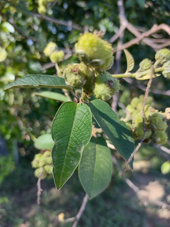 Croton floribundus — houseplant care guide