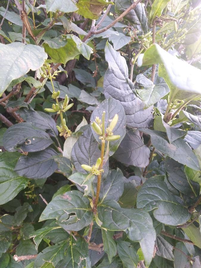 Syringa villosa fruit