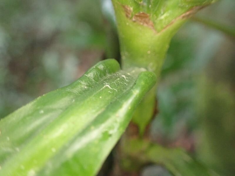 Gardenia imperialis leaf