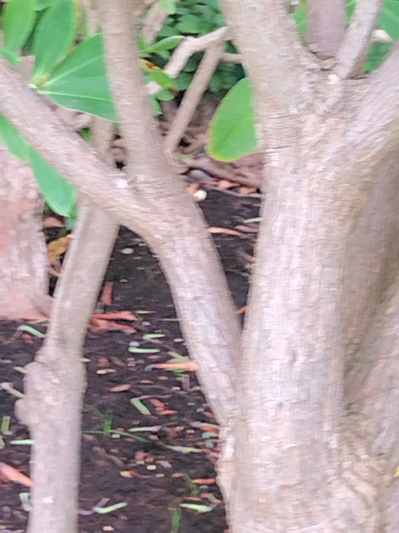 Rhododendron discolor bark