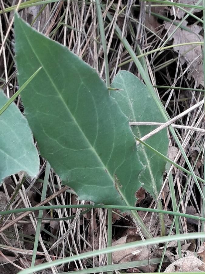 Hieracium glaucinum leaf