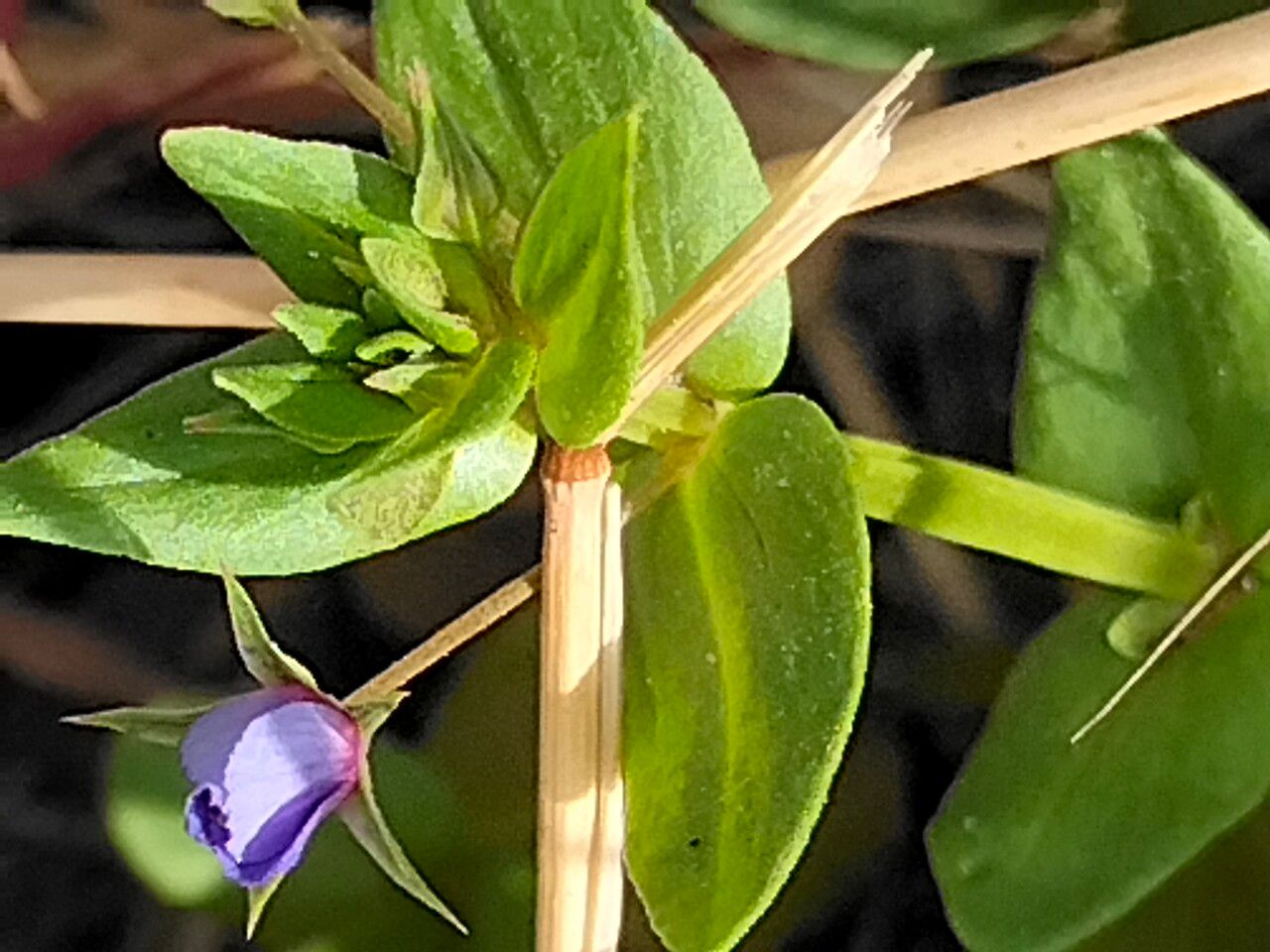 Lysimachia monelli leaf