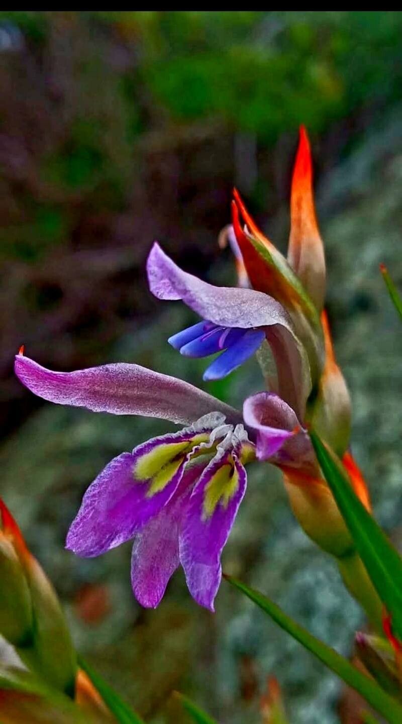 Babiana pauciflora — houseplant care guide