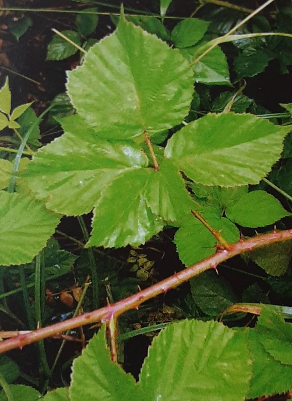 Rubus ehrnsbergeri — houseplant care guide