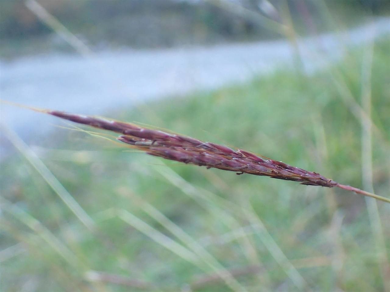 Bothriochloa ischaemum fruit