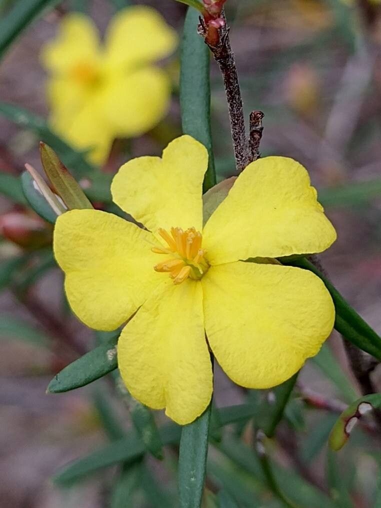 Hibbertia linearis flower
