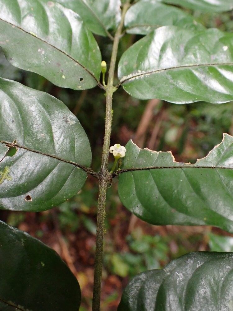 Pauridiantha uniflora — houseplant care guide