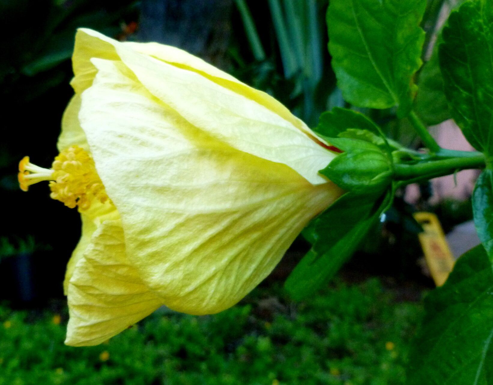 Hibiscus brackenridgei flower