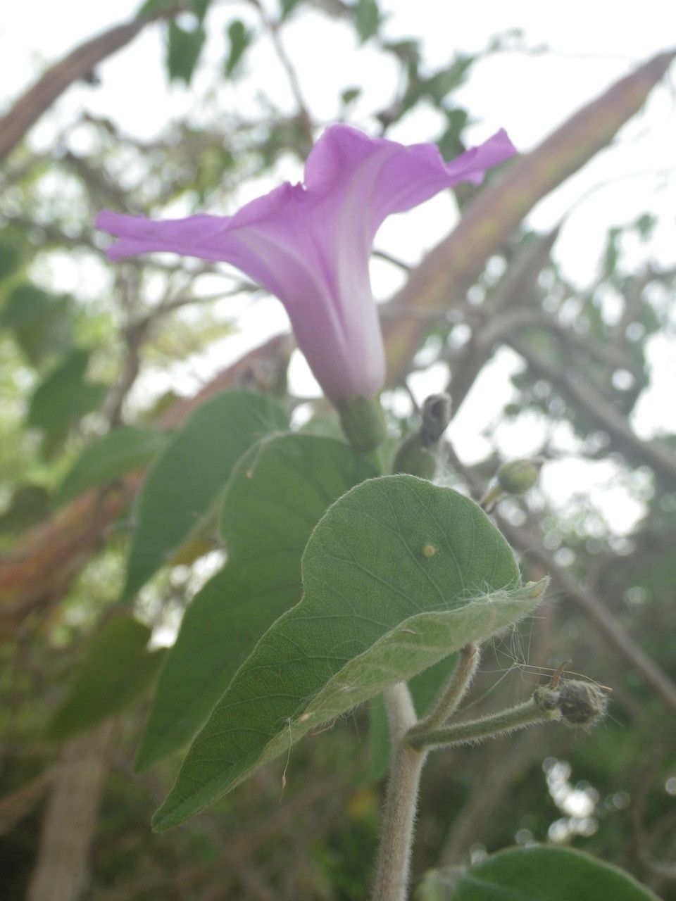 Ipomoea rubens flower