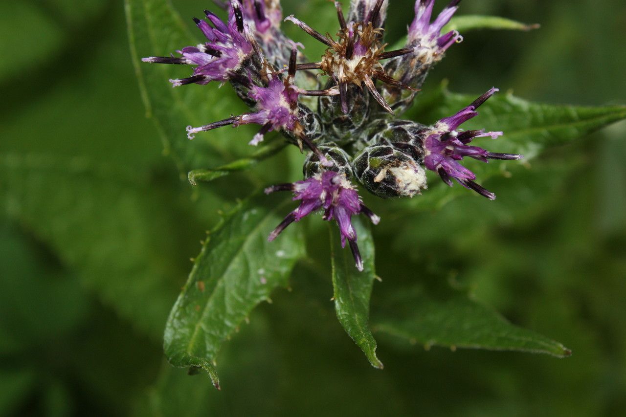 Saussurea americana — related species from the same genus