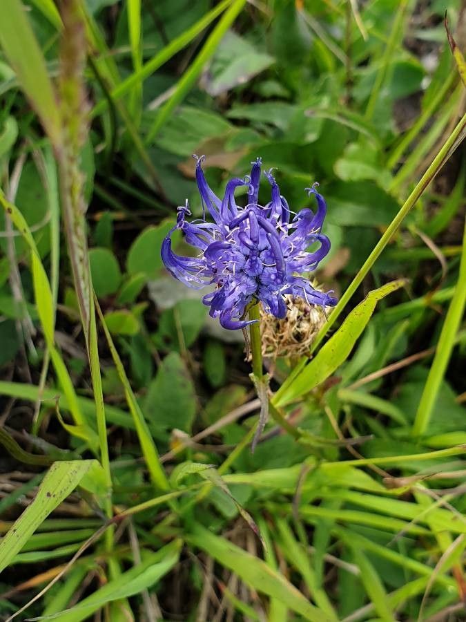 Phyteuma hemisphaericum flower