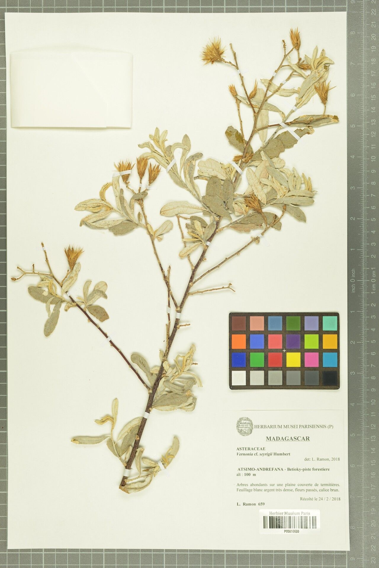 Vernonia seyrigii — houseplant care guide