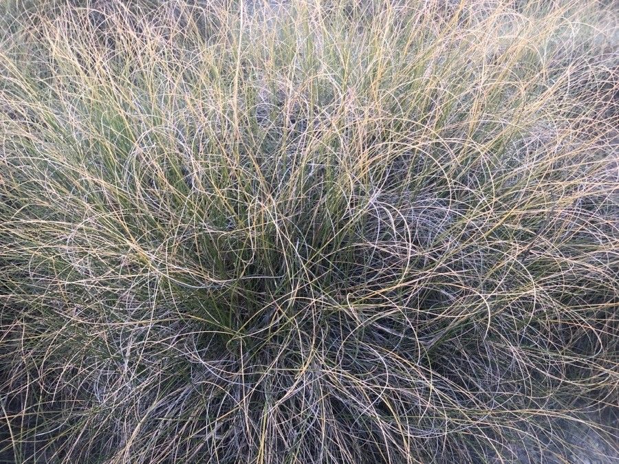 Macrochloa tenacissima — related species from the same genus