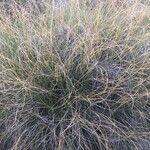 Macrochloa tenacissima