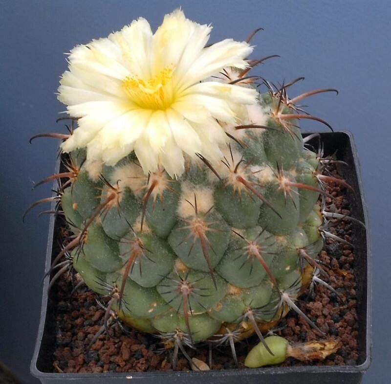 Coryphantha longicornis — search result for 'Coryphantha'