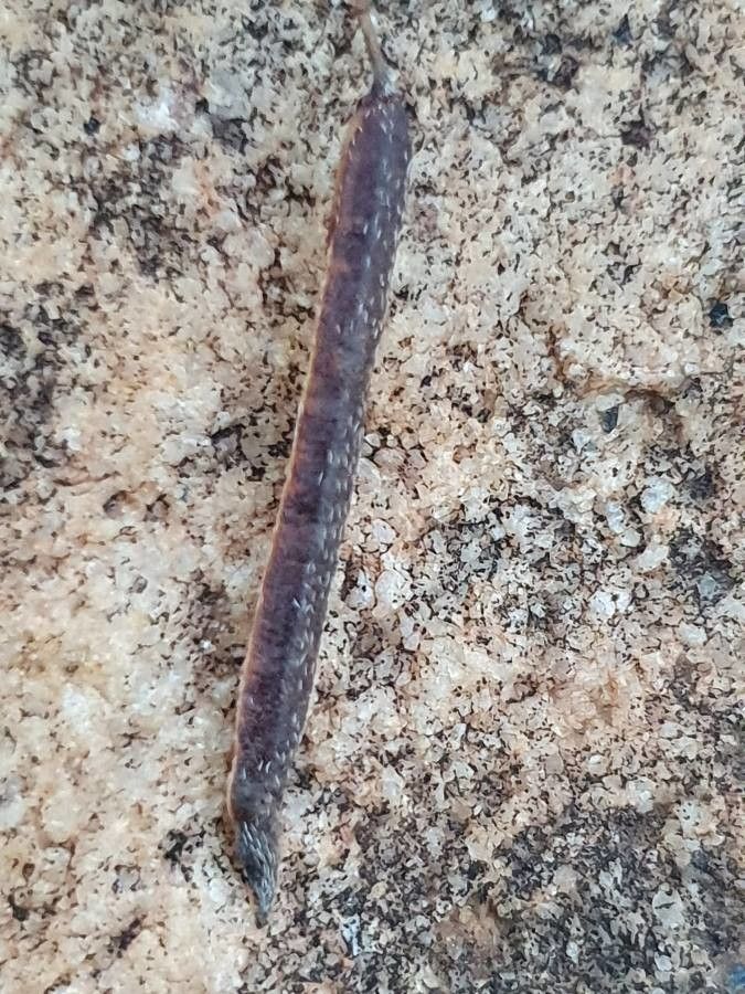 Indigofera vohemarensis fruit