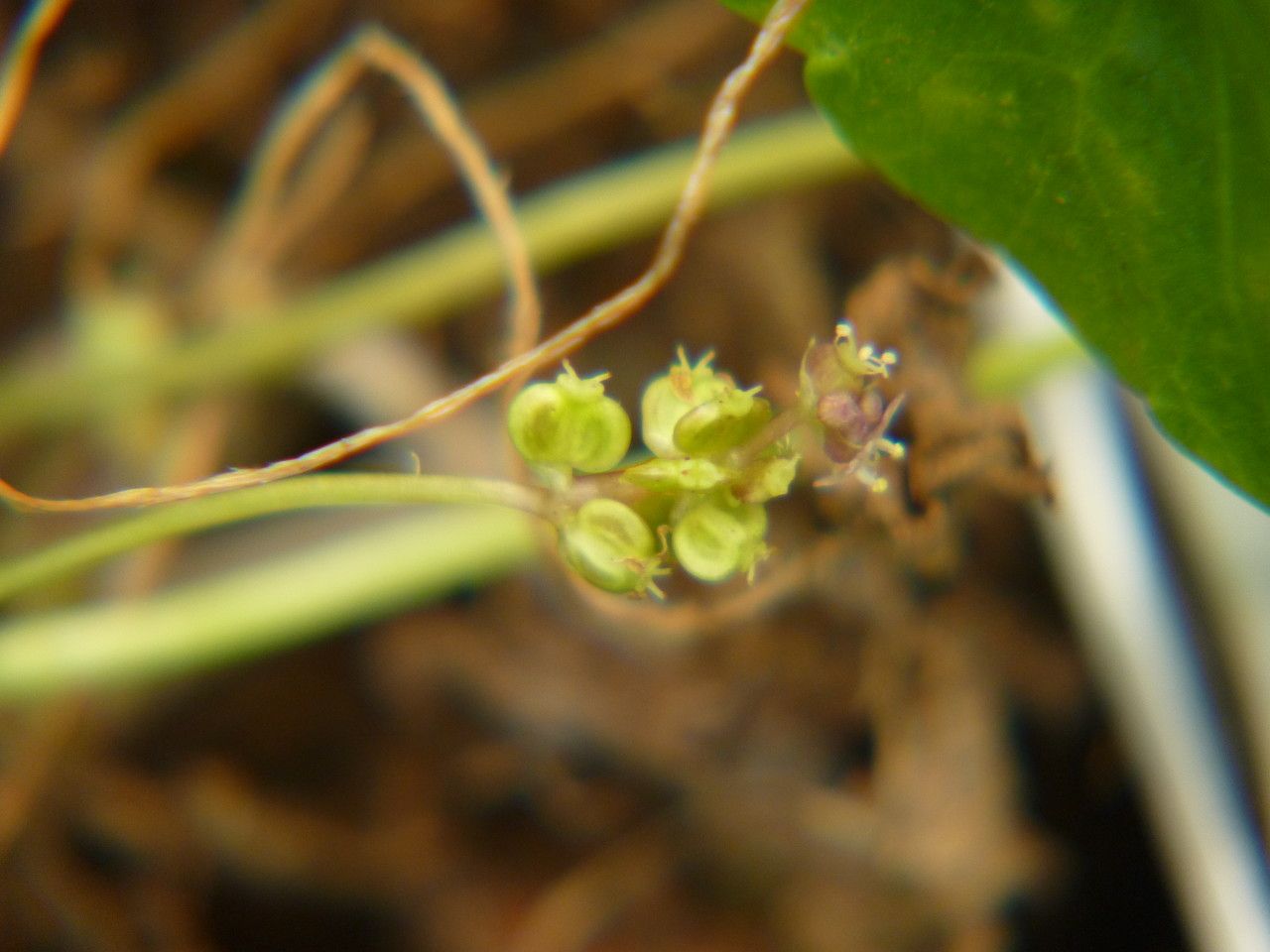 Hydrocotyle vulgaris fruit