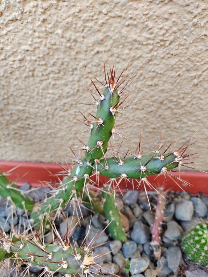 Opuntia aurantiaca leaf