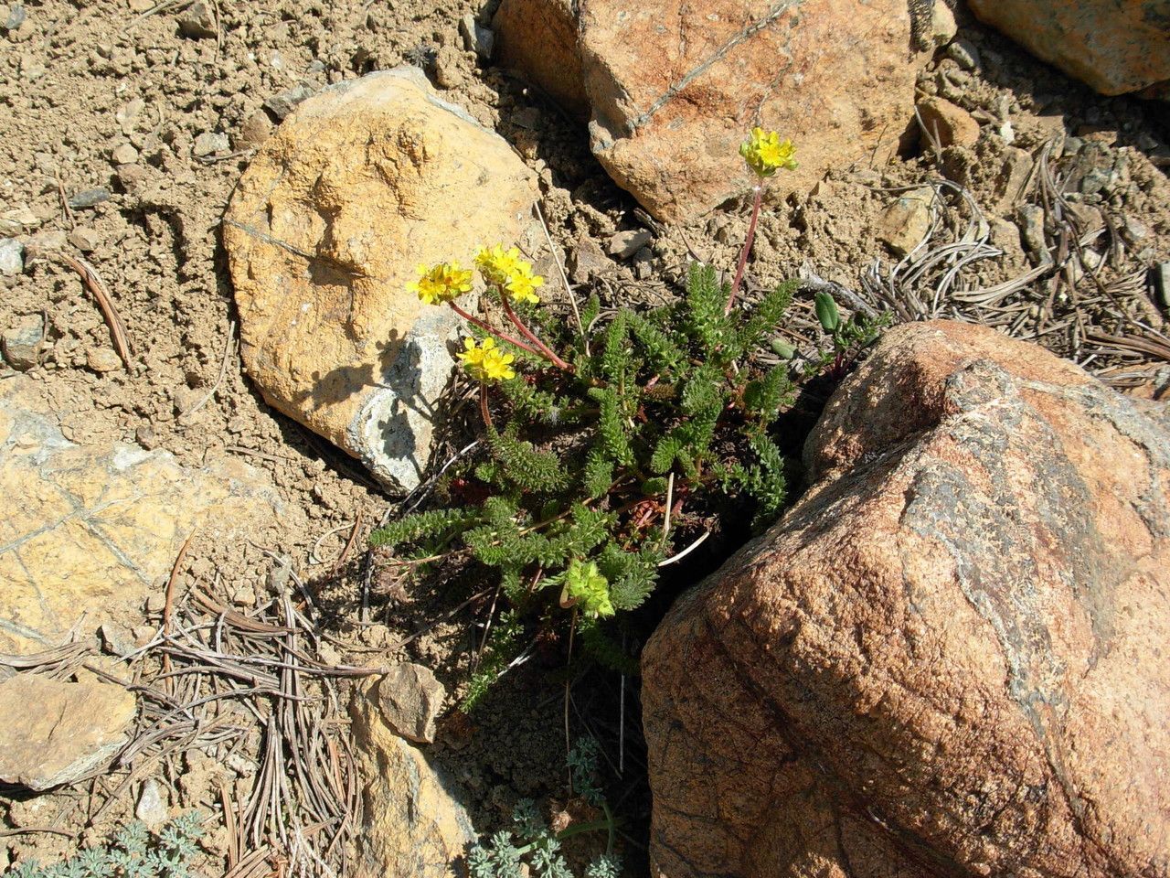 Potentilla tweedyi — search result for 'Potentilla'