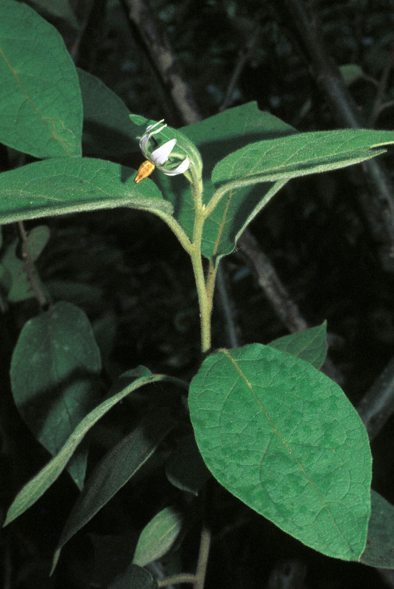 Solanum velutinum habit