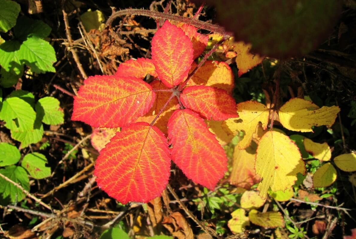 Rubus koehleri — houseplant care guide