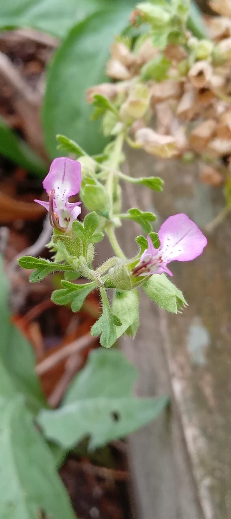 Teucrium botrys flower