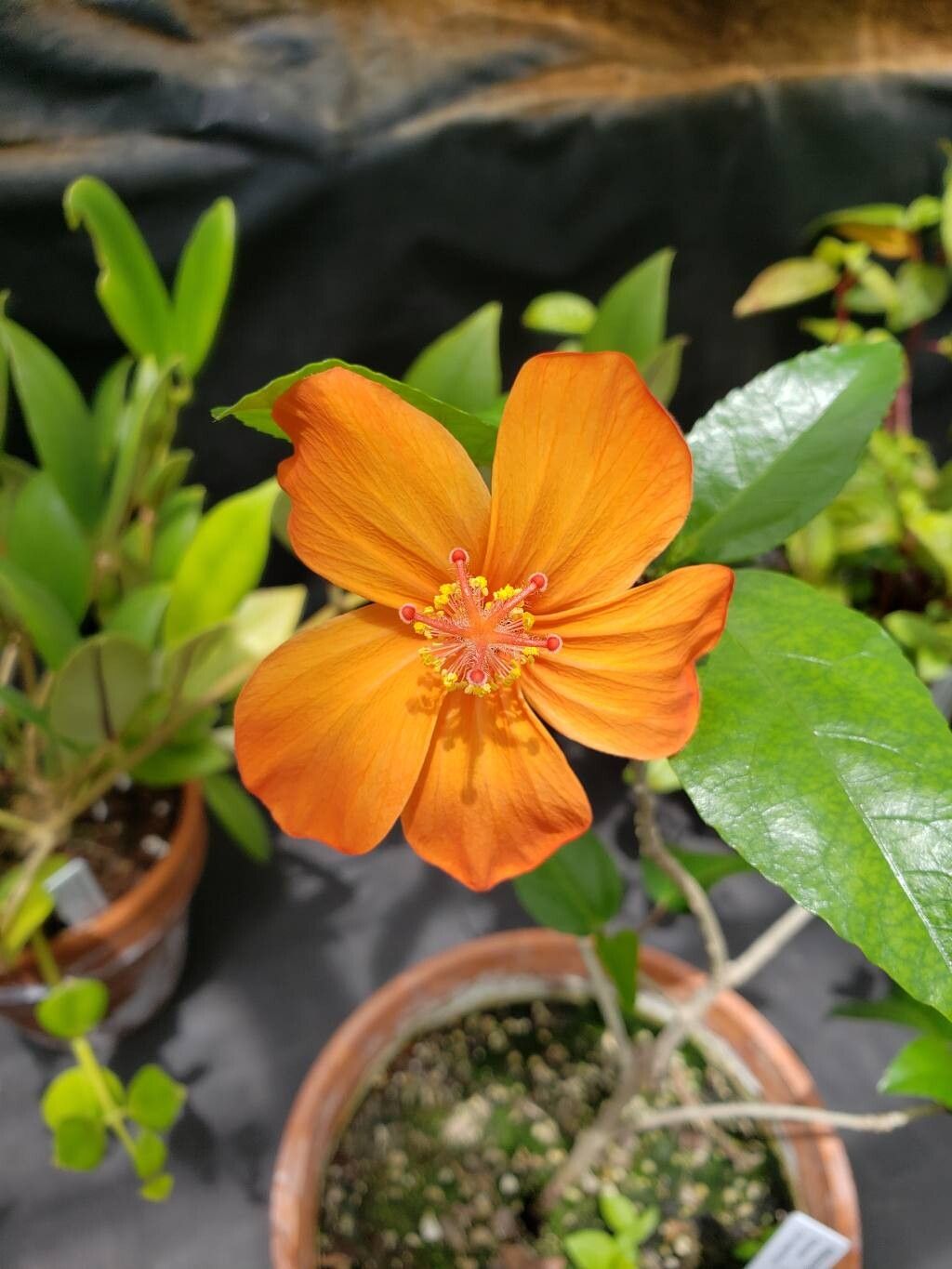 Hibiscus kokio flower