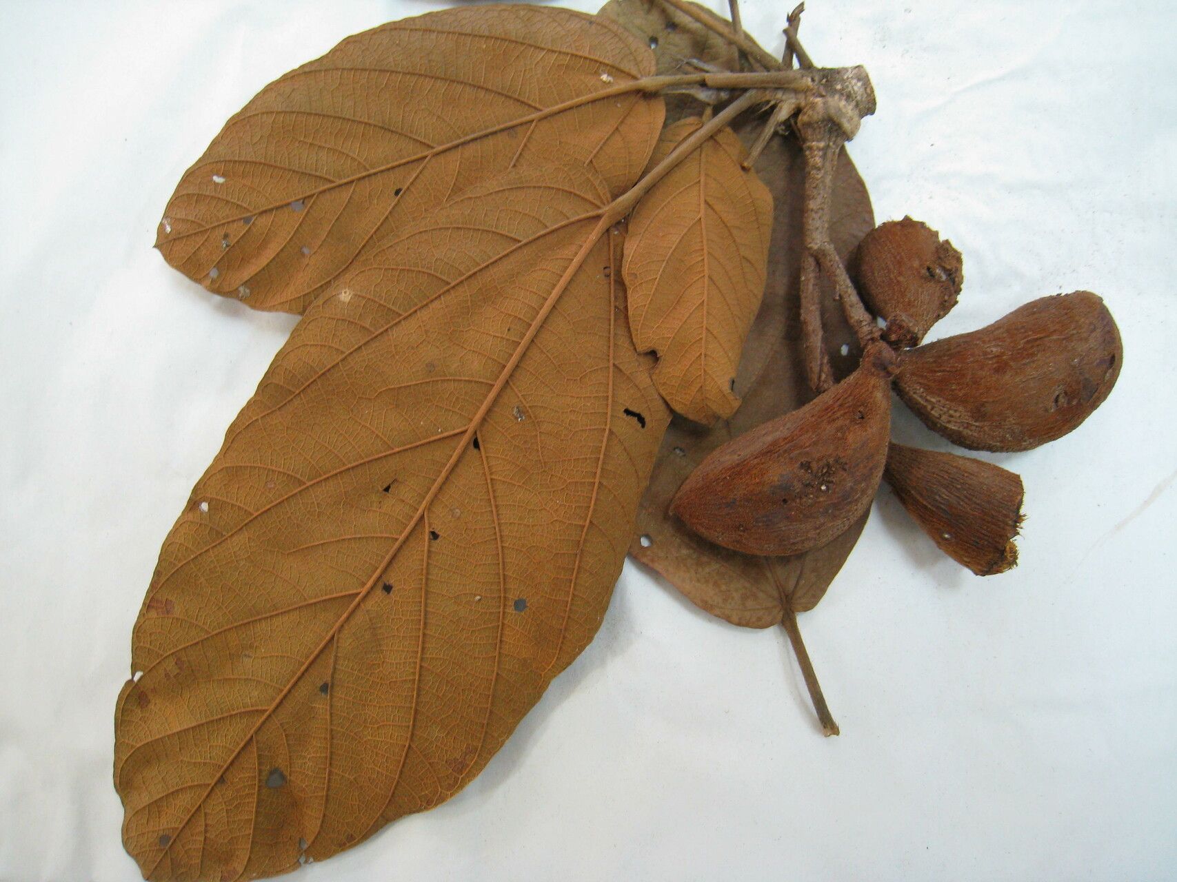 Sterculia villifera — houseplant care guide