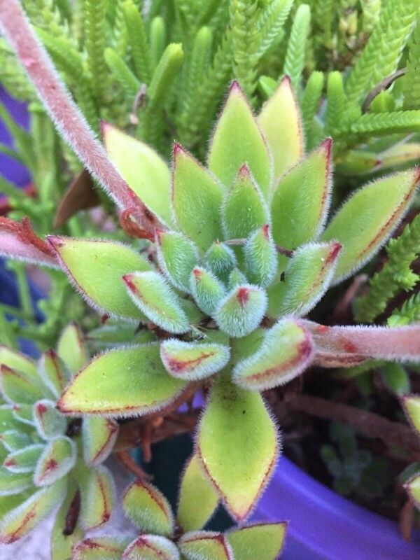 Echeveria harmsii leaf