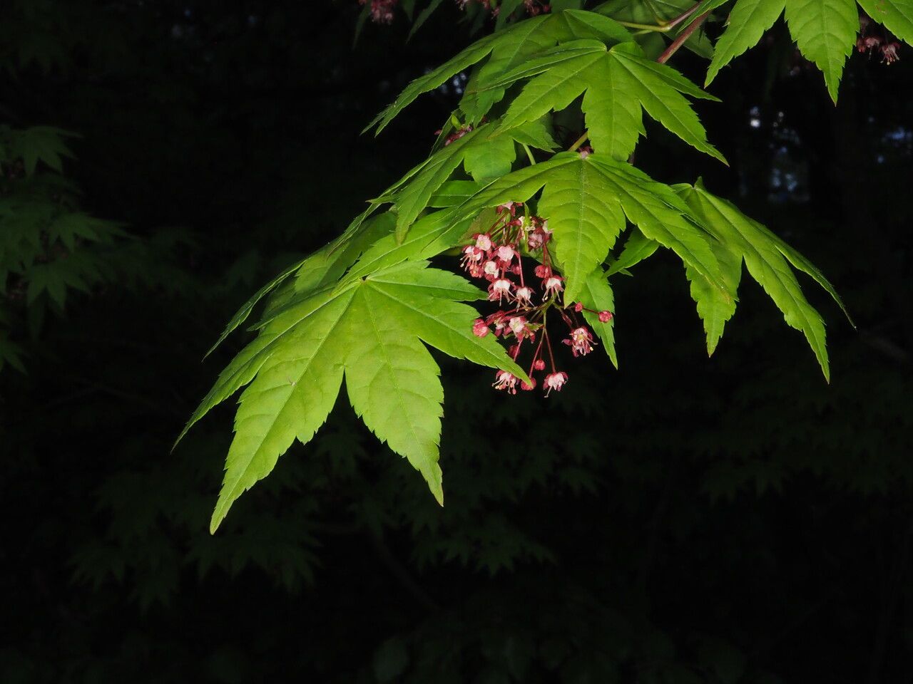 Acer circinatum