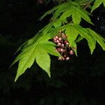 Acer circinatum